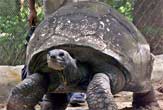 Mort de la plus vieille tortue au monde...
(Courtesy of AP Photo/Bikas Das )